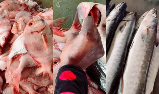 coumba.gn24's Stream - Apr 15, 2026, 9:01 AM