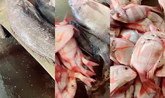 coumba.gn24's Stream - Apr 15, 2026, 9:17 AM